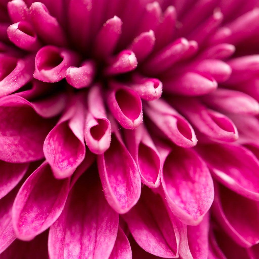 durchdachter Stil klappt Bild einer Blüte